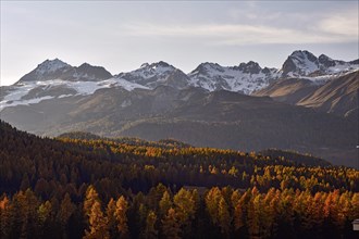 Grisons Alps near Pontresina with autumn coloured larches