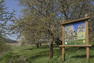 Orchard meadow