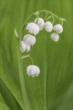 Lily of the valley (Convallaria majalis) Muenden nature park Park