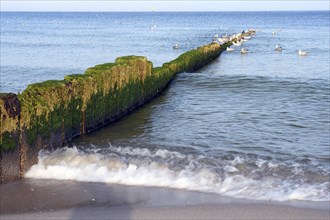 Algae-covered concrete groynes