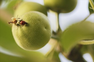 Two-spotted lady beetle (Adalia bipunctata) on apple tree