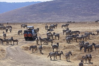 Tourist on safari observes plains zebras