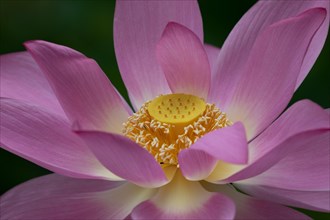 Lotus in a garden