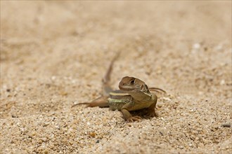 Common butterfly lizard (Leiolepis belliana)