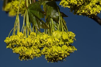 Broadleaf (Tilia platyphyllos) lime tree