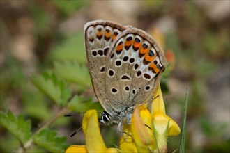 Silver-spotted Blue (Plebejus argus)