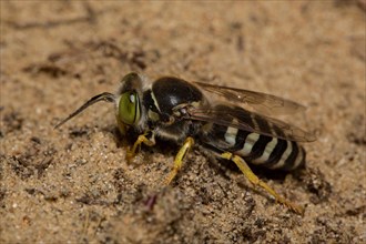 Sand (Bembix rostrata) wasp