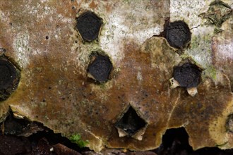 Marginated bark ball fungus (Biscogniauxia marginata)