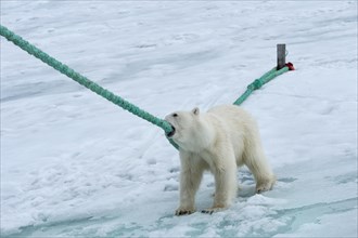 Polar bear (Ursus maritimus) pulling and biting the rope of the expedition ship
