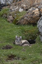 Young Arctic fox (Vulpes lagopus)