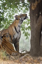 Two young Bengal tigers (Panthera tigris tigris)
