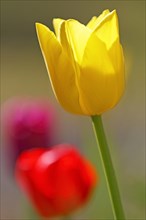 Triumph Tulips (Tulipa)