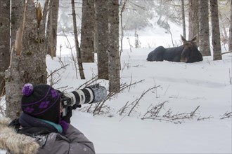 Woman photographing moose