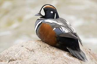 Harlequin duck male (Histrionicus histrionicus)