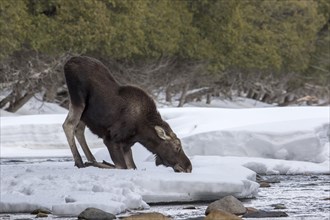 Ten-month-old elk bull eats snow