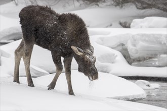 Ten-month-old bull moose walking on snow near a river