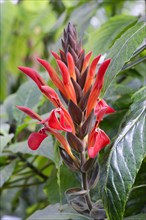 Giant Blooming Coel (Aphelandra gigantoflora) Occurrence Central America