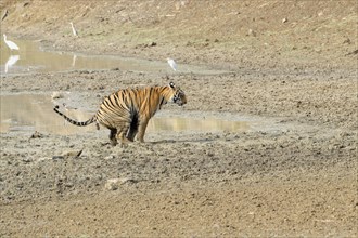Female Bengal tiger (Panthera tigris tigris) defecating