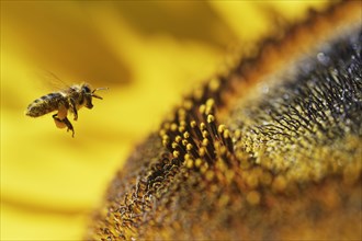 Honey bee (Apis mellifera) on sunflower (Helianthus annuus)