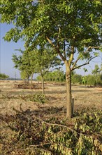 Apple trees (Malus)