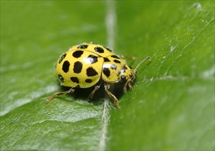 22-spot ladybird (Psyllobora vigintiduopunctata) or Twenty-two spot ladybird