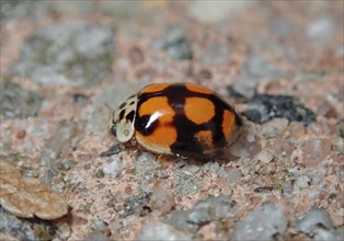 Ten-spotted ladybird (Adalia decempunctata)