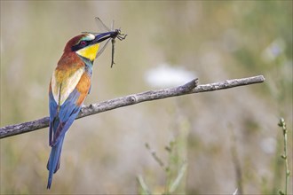 European bee eater (Merops apiaster) with emerald dragonfly as prey