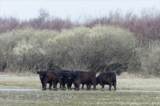 Galloway cattle