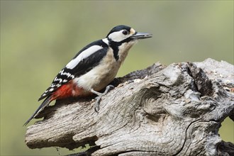 Great spotted woodpecker (Picoides major) (Dendrocopos major) Lower Saxony