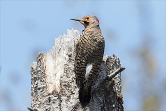 Northern flicker at the top of a dead tree (Colaptes auratus)