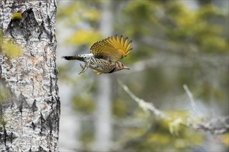 Northern flicker when leaving the nest (Colaptes auratus)