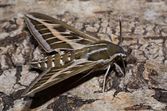 Lineated hawk moth (Hyles livornica)