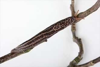 Leopard Slug (Limax maximus)