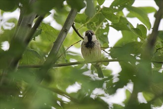 House sparrow (Passer montanus) in common willow (Salix caprea)