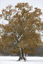 Freestanding English oak (Quercus robur) covered with hoar frost and snow