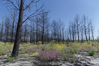 Former forest fire area