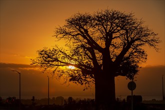 Silhouette of Baobab (Adansonia digitata) at sunset