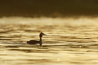 Great Crested Grebe in splendid dress backlit swimming in golden water at sunset