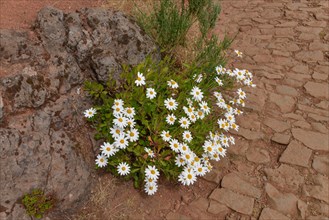 Marguerite (Argyranthemum frutescens)
