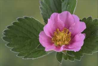 Ornamental strawberry (Fragaria x ananassa)