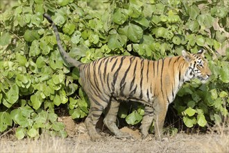 Female Bengal tiger (Panthera tigris tigris)
