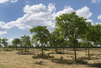 Apple trees (Malus)
