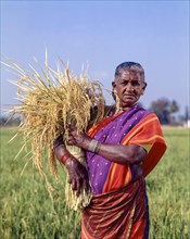 Old woman holding a bunch of sheaves with rice and standing in a rice field