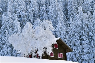 Snow-covered fir trees with house