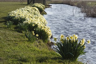 Wild daffodils (Narcissus pseudonarcissus) on the Fleet