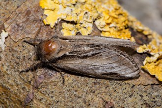 Swallow prominent (Pheosia tremula) moth