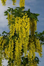 Golden (Laburnum anagyroides) chain tree