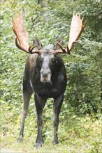 Dominant elk bull in the forest during the rutting season