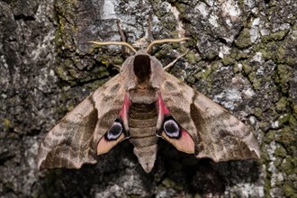 Eyed hawk-moth (Smerinthus ocellata)