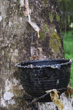 Extraction of natural rubber